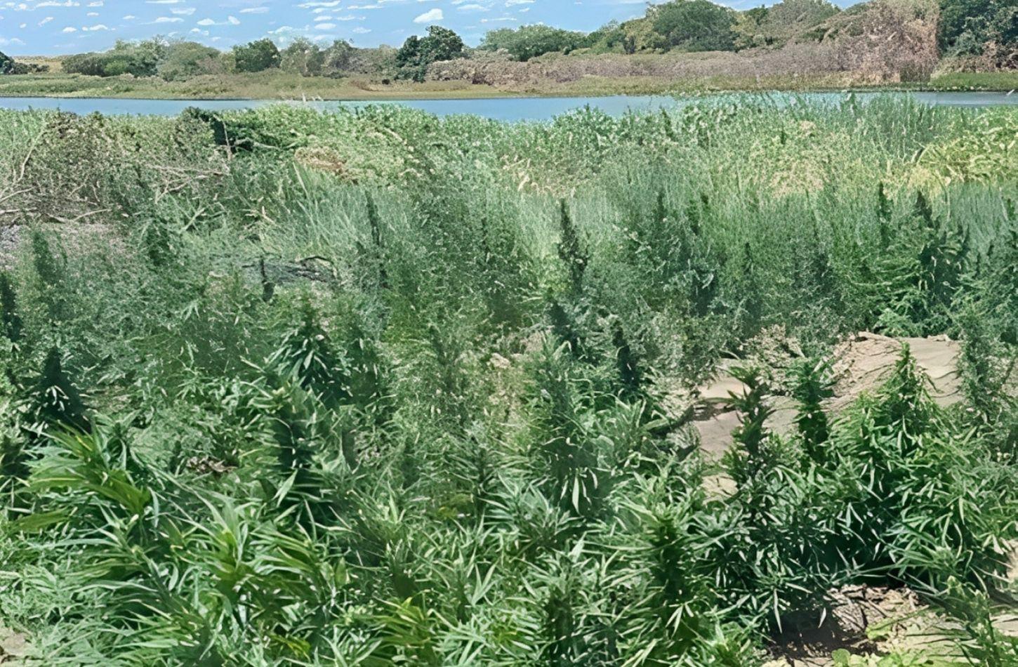 PM ERRADICA PLANTAÇÃO DE MACONHA EM BELÉM DO SÃO FRANCISCO, PE