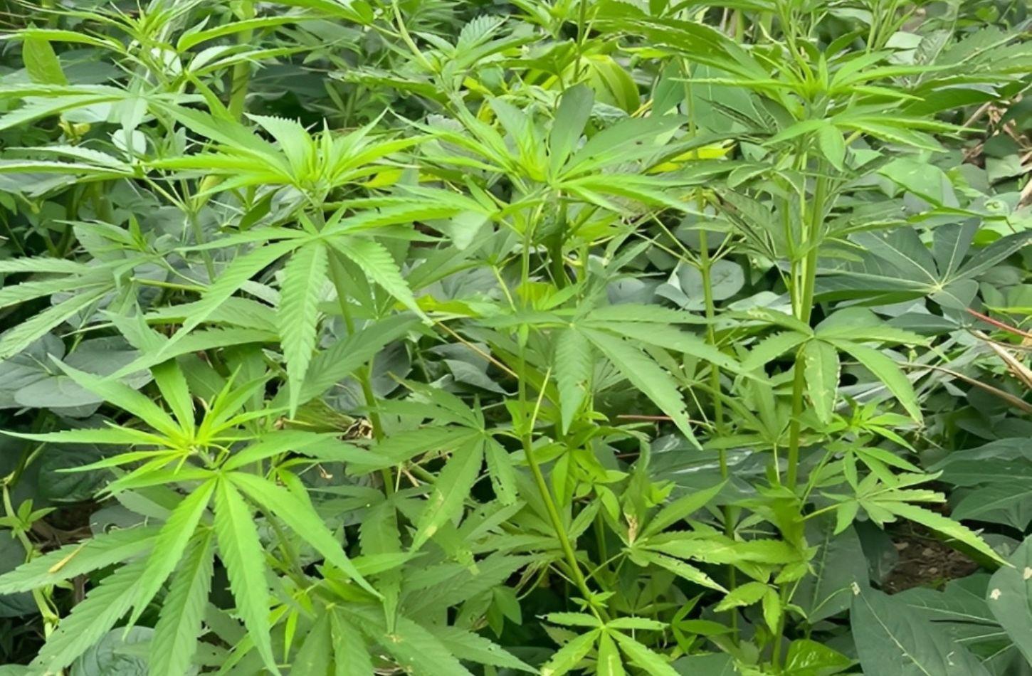 POLICIA ERRADICA CERCA DE 15 MIL PÉS DE MACONHA EM CURAÇÁ, BA
