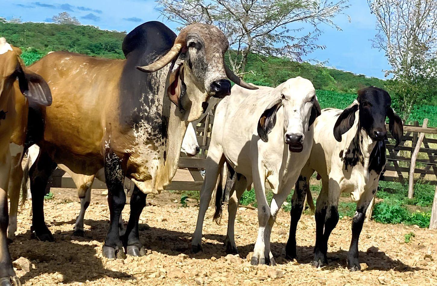 PRAZO PARA O PRODUTOR FAZER A ATUALIZAÇÃO CADASTRAL NA ADAGRO TERMINA NO DIA 31