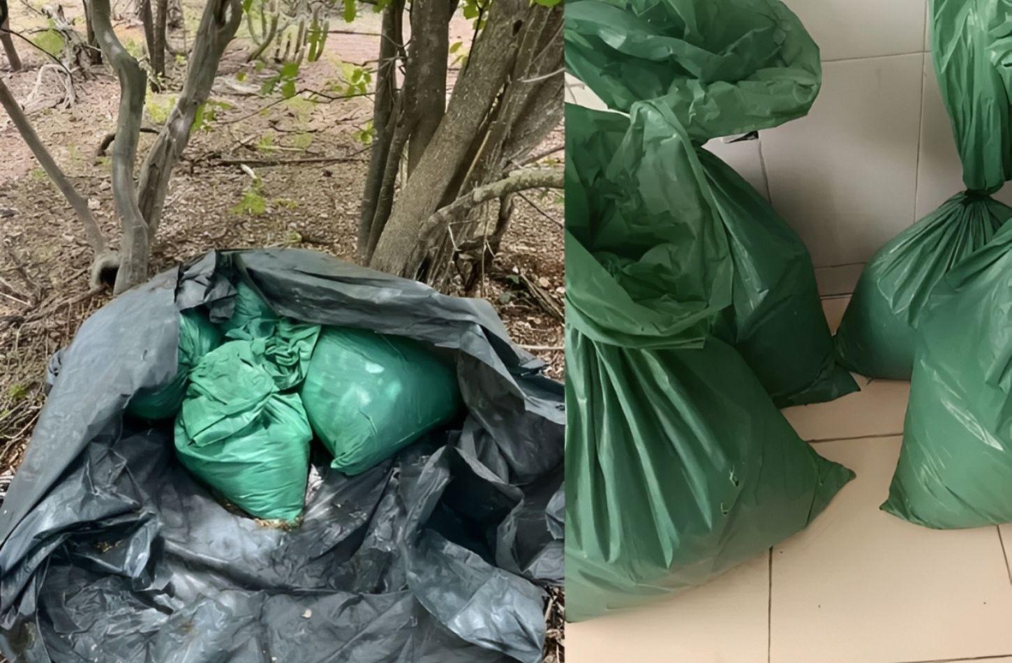 POLÍCIA MILITAR APREENDE CERCA DE 46 KG DE MACONHA EM CABROBÓ, PE