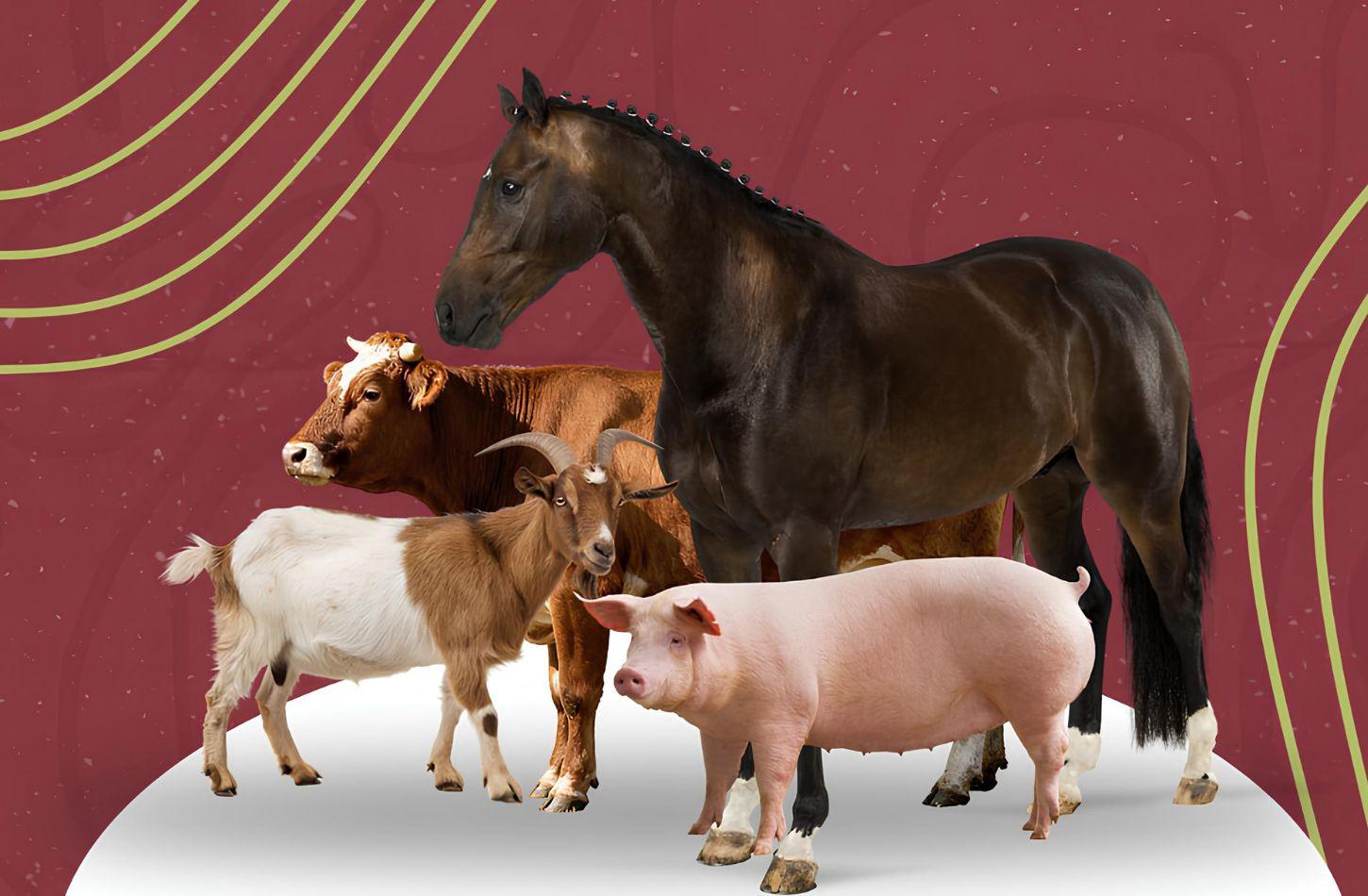 PREFEITURA DE LAGOA GRANDE ALERTA SOBRE LEI QUE PROÍBE ANIMAIS SOLTOS